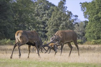 Two rutting red deer (Cervus elaphus) stags fighting by locking antlers during fierce mating battle