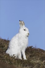 Mountain hare (Lepus timidus), Alpine hare, snow hare in white winter pelage sitting in moorland,