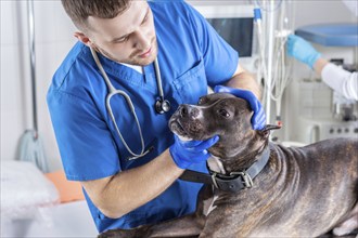 Image of a bulldog being examined at the clinic. Two doctors. Veterinary medicine concept. Taking