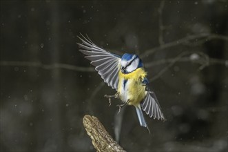 Eurasian blue tit (Cyanistes caeruleusin) in flight sitting on a branch. Bas-Rhin, Collectivite