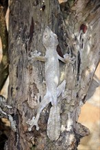 Mossy mossy leaf-tailed gecko (Uroplatus sikorae), Madagascar, Africa