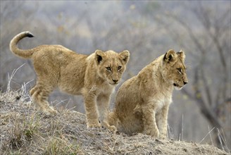 African Lions (Panthera leo), cubs, Sabi Sand Game Reserve, South Africa, cub, Africa