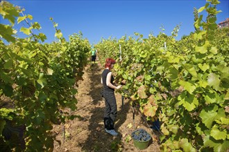 Grape grape harvest in the Spaargebirge near Meißen