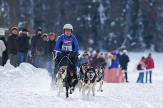 Sled dog race in Nassau Erzgeb