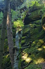 Schrammstein area in Saxon Switzerland