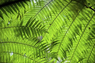 Australian tree fern (Cyathea australis) play of light, sun, see-through, transparent,