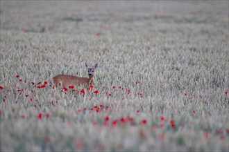 Roe deer (Capreolus capreolus) adult female doe in a farmland wheat field with flowering poppy