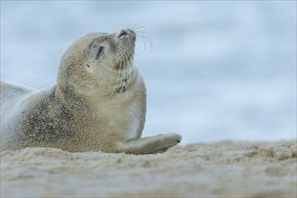 Common or Harbor seal (Phoca vitulina) adult on a coastal sandy beach, Norfolk, England, United