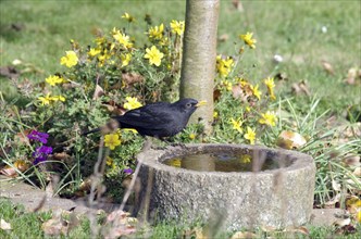 Blackbird (Turdus merula), male, bird, flowers, autumn, bird bath, colours, The blackbird sits