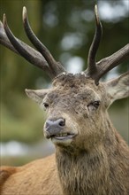 Red deer (Cervus elaphus) adult male stag animal portrait, Surrey, England, United Kingdom, Europe