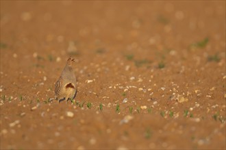 Grey or English partridge (Perdix perdix) adult bird calling in a farmland cereal crop, Suffolk,