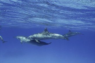 School, group of spinner dolphin (Stenella longirostris), spinner dolphin, spinner dolphin, dive