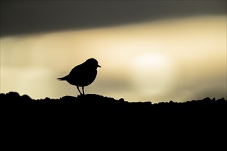 Ringed plover (Charadrius hiaticula) adult bird on a beach at sunset, Suffolk, England, United