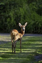 Roe deer (Capreolus capreolus), Hörnli cemetery, Canton Basel, Switzerland, Europe