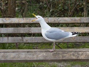 Herring Gull (Larus argentatus), standing on wooden bench in a garden, calling, island of Texel,