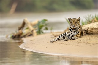 Jaguar (Panthera onca), lying in the sand on the bank, North Pantanal, Barão de Melgaço,