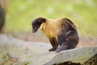 Yellow-throated marten (Martes flavigula) on an old tree trunk, Germany, Europe