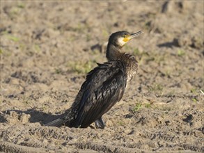 Great Cormorant (Phalacrocorax carbo), immature bird, resting on a ploughed field, island of Texel,