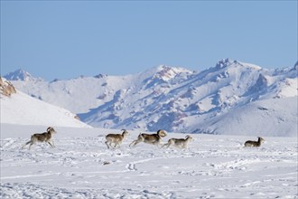 Marco Polo sheep (Ovis ammon polii) in snowy habitat, Pamir-Argali, Pamir wild sheep, Pamir