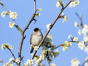 Blackcap (Sylvia atricapilla), male bird perched on a branch, surrounded by wild cherry blossom,