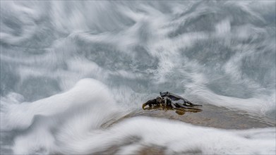 Crab (Brachyura), sitting on rocks, sea spray, La Gomera, Canary Islands, Spain, Europe