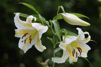 Golden band lily (Lilium auratum), Emsland, Lower Saxony, Germany, Europe