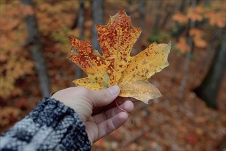 Hand in holding single orange autumn leaf with colorful forest in blurry background. Generative AI,