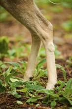 European fallow deer (Dama dama) stag, feet, detail, Bavaria, Germany, Europe