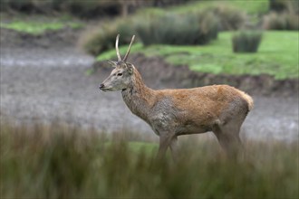 Red deer (Cervus elaphus) brocket, young second year stag with simple, unbranched antlers in