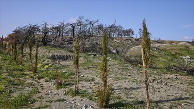 New plants sprout on a landscape of charred tree remains under a sunny sky, forest fires, summer