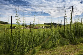 Village and hop gardens, hop growing, hop plantation, Neukirch, near Tettnang, behind the Swiss