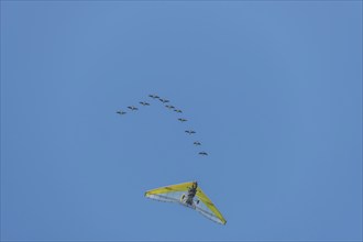 Microlight aircraft with birds, Canada goose (Branta canadensis) following a paramotor. Bas rhin