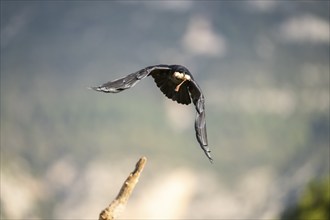 Common raven (Corvus corax) in flight, Pyrenees, Catalonia, Spain, Europe