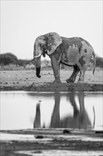 African elephant (Loxodonta africana), at the waterhole, reflection, black and white photograph,