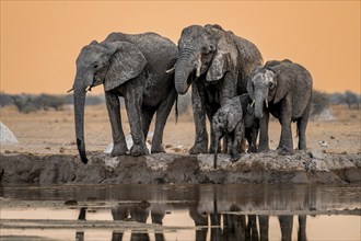 African elephant (Loxodonta africana), group with young, drinking at waterhole, reflection, at