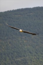 Bearded Vulture (Gypaetus barbatus) adult bird in flight with mountains in the backround, Pyrenees,