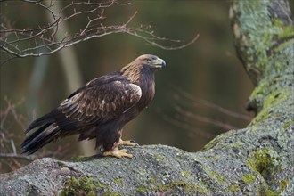 Golden eagle on a tree (Aquila chrysaetos) Bavaria, Germany, Europe