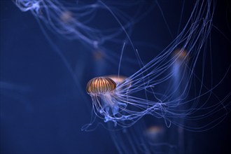 Japanese sea nettle (Chrysaora pacifica) in a tank of the Bang Saen Aquarium, Chonburi Province,