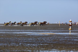 Horses with sulky, trotters, horse-drawn carriage, trotting race in the mudflats, Duhner Wattrennen