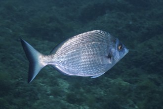 A silvery fish, Pinniped (Diplodus puntazzo), swimming alone in open water, dive site Cap de Creus