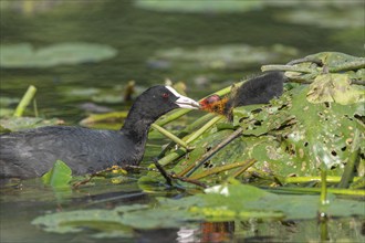 Eurasian burbot (Fulica atra) feeding its chicks. Bas Rhin, Alsace, France, Europe