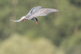 Common tern (Sterna hirundo) hovering over a marsh. Bas Rhin, Alsace, France, Europe