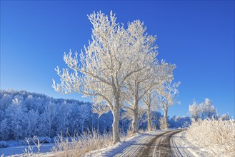 Tree lined country road with hoar frost on a cold sunny winter day with blue sky in the