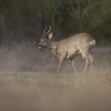 Roe deer (Capreolus capreolus), roe buck in winter coat, winter cover, one antler rod in the bast,