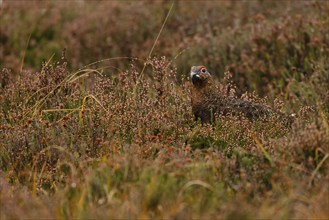 Red Grouse (Lagopus lagopus scotica) in the Highlands