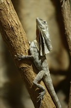 Close-up of a frill-necked lizard (Chlamydosaurus kingii) on a tree