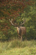 Red deer (Cervus elaphus) Red deer during the rut, Allgäu, Bavaria, Germany, Allgäu, Bavaria,