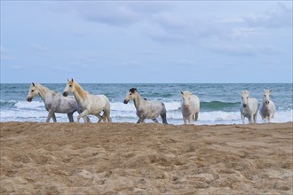 White Camargue horses galloping along the beach with the sea in the background and cloudy sky,