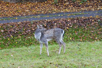 A deer stands in a green meadow, surrounded by fallen autumn leaves, Central Bohemia, Czech