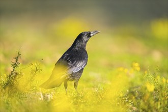 Common raven (Corvus corax) on a flowering meadow in autumn, Pyrenees, Catalonia, Spain, Europe